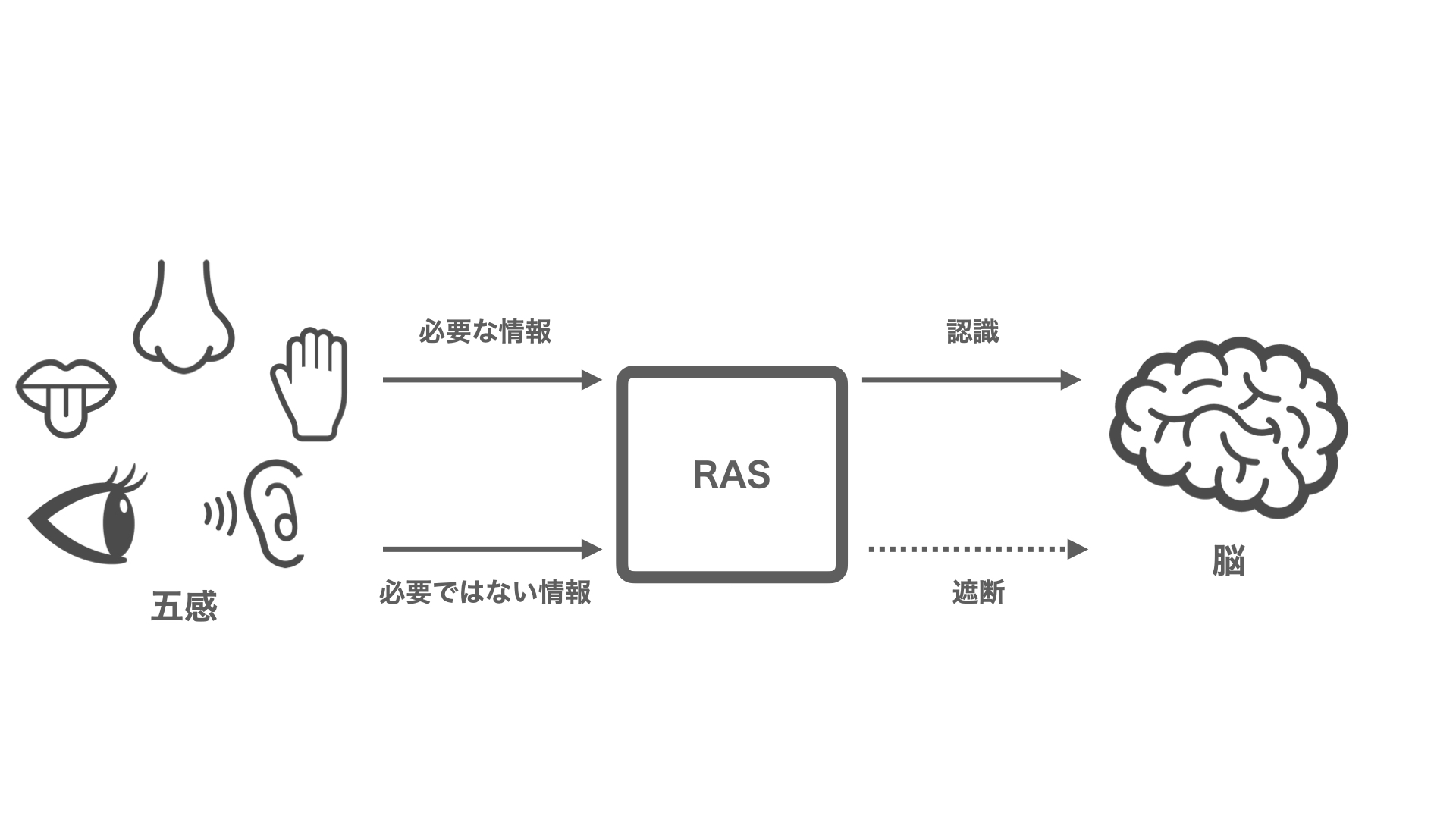受験勉強　RAS（Reticular Activating System）